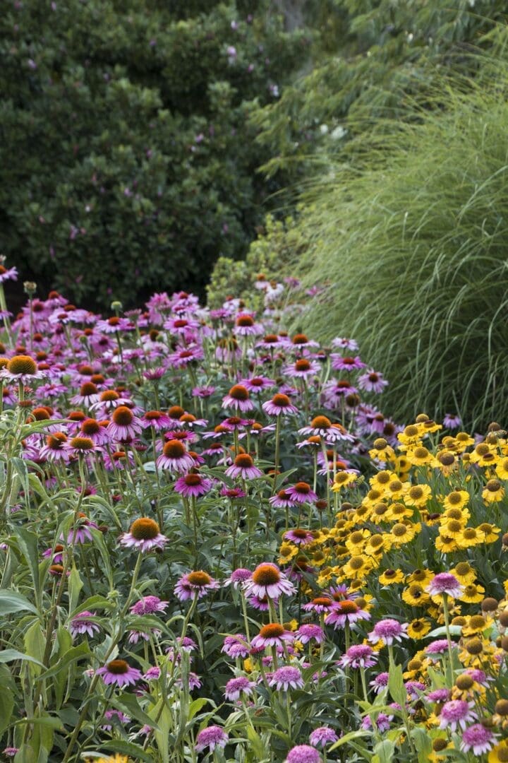 Ruby Star Coneflower - Image 3