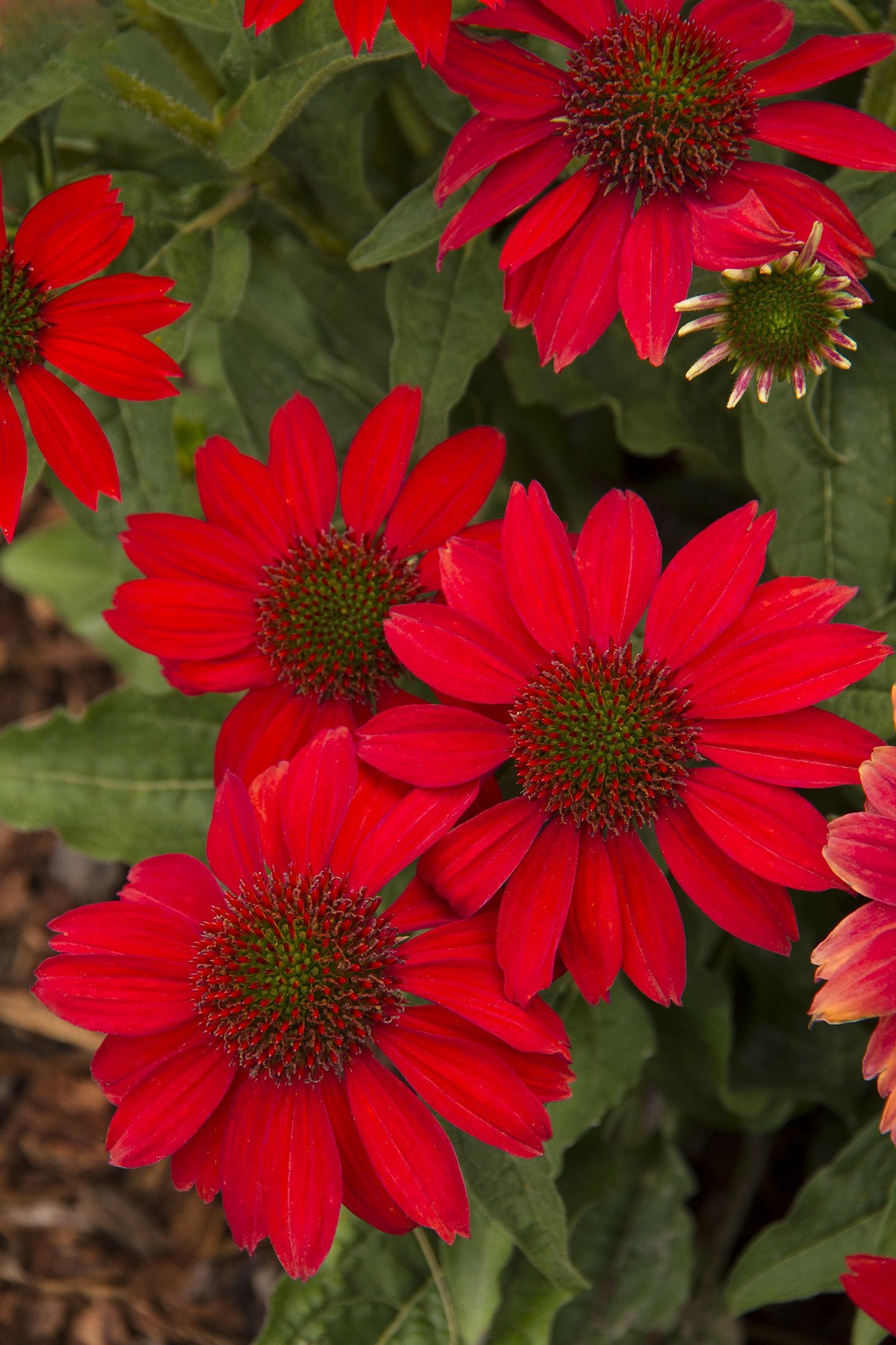 Sombrero Salsa Red Coneflower