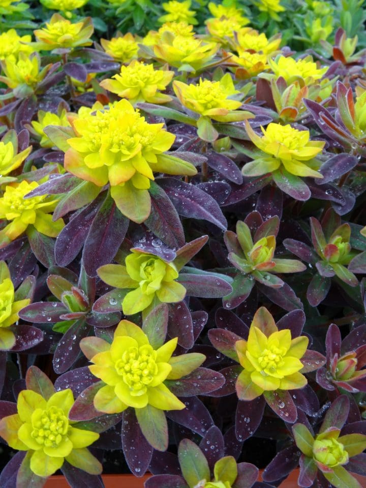 Bonfire Cushion Spurge