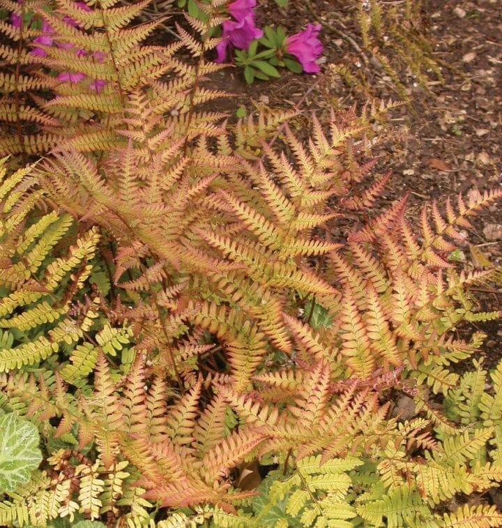 Autumn Fern - Image 2