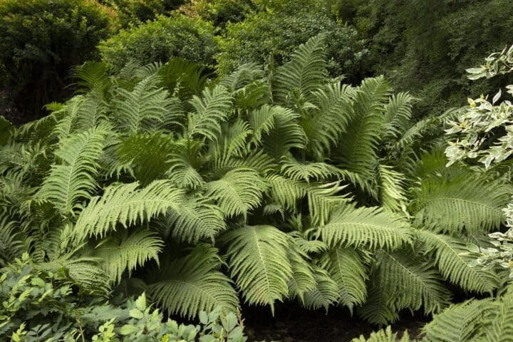 European Ostrich Fern