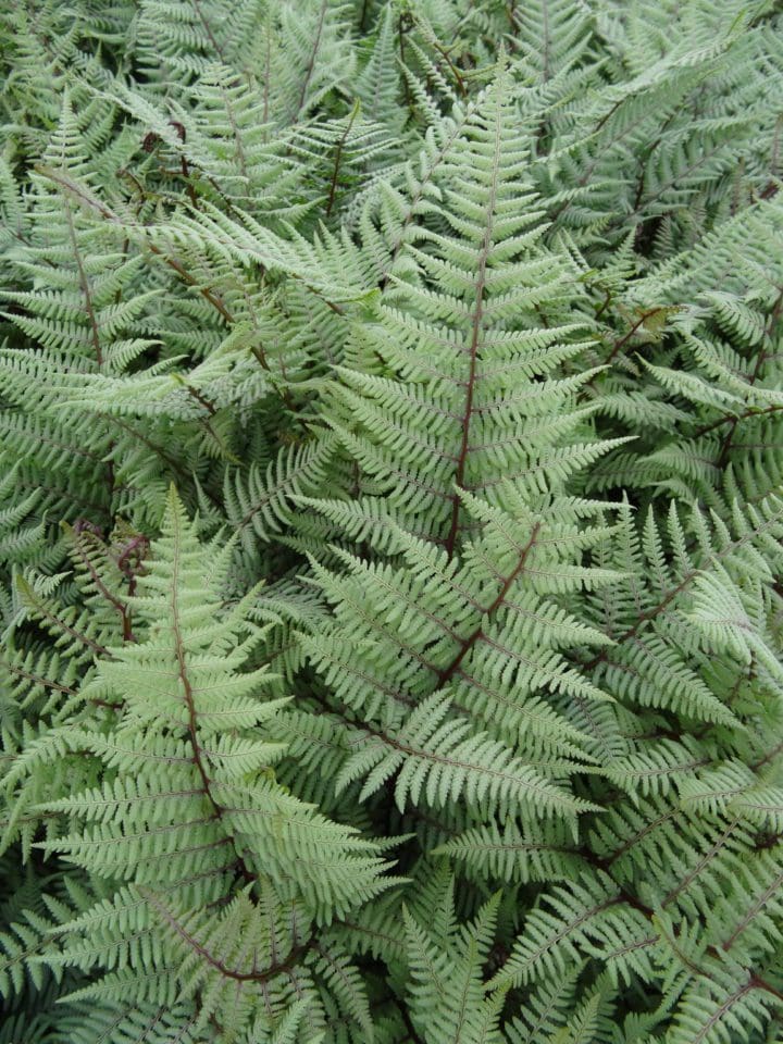 Ghost Fern
