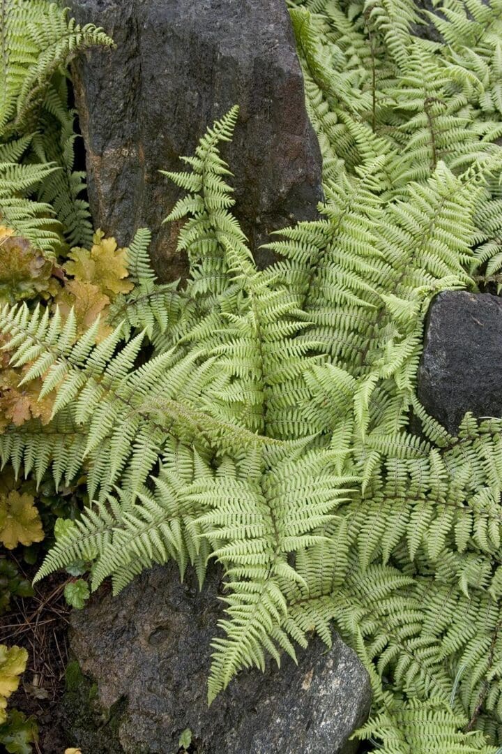 Ghost Fern - Image 3