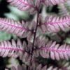 Japanese Painted Fern - Image 3