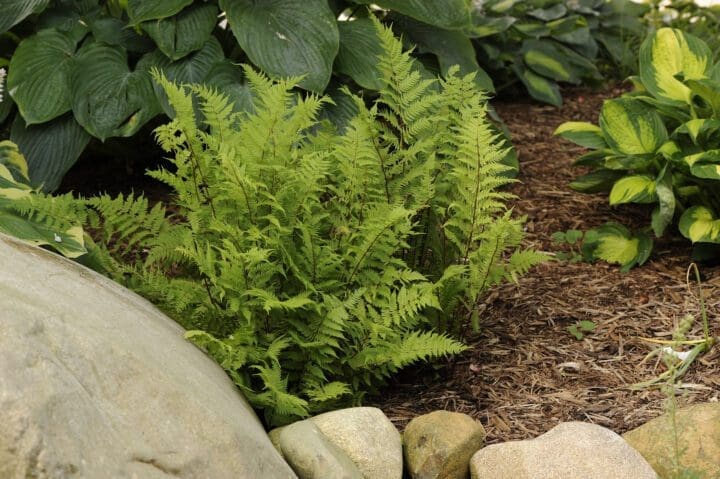 Lady in Red Fern - Image 2
