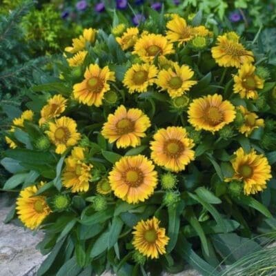 gaillardia arizona apricot screen