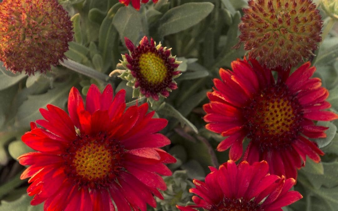 Arizona Red Shades Gaillardia