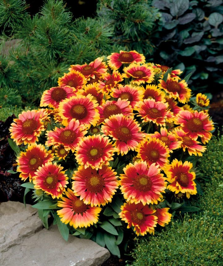 Arizona Sun Gaillardia - Image 2