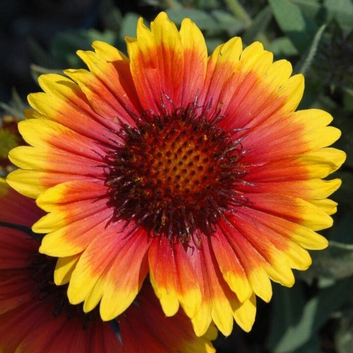 Arizona Sun Gaillardia - Image 3