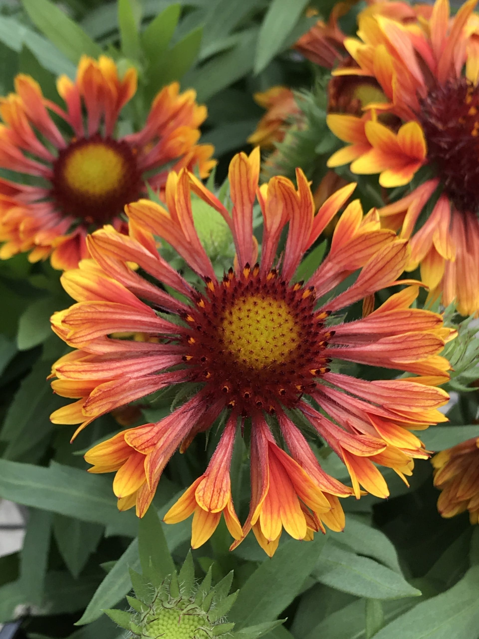 Copper Sun Gaillardia - Pahl's Market - MN