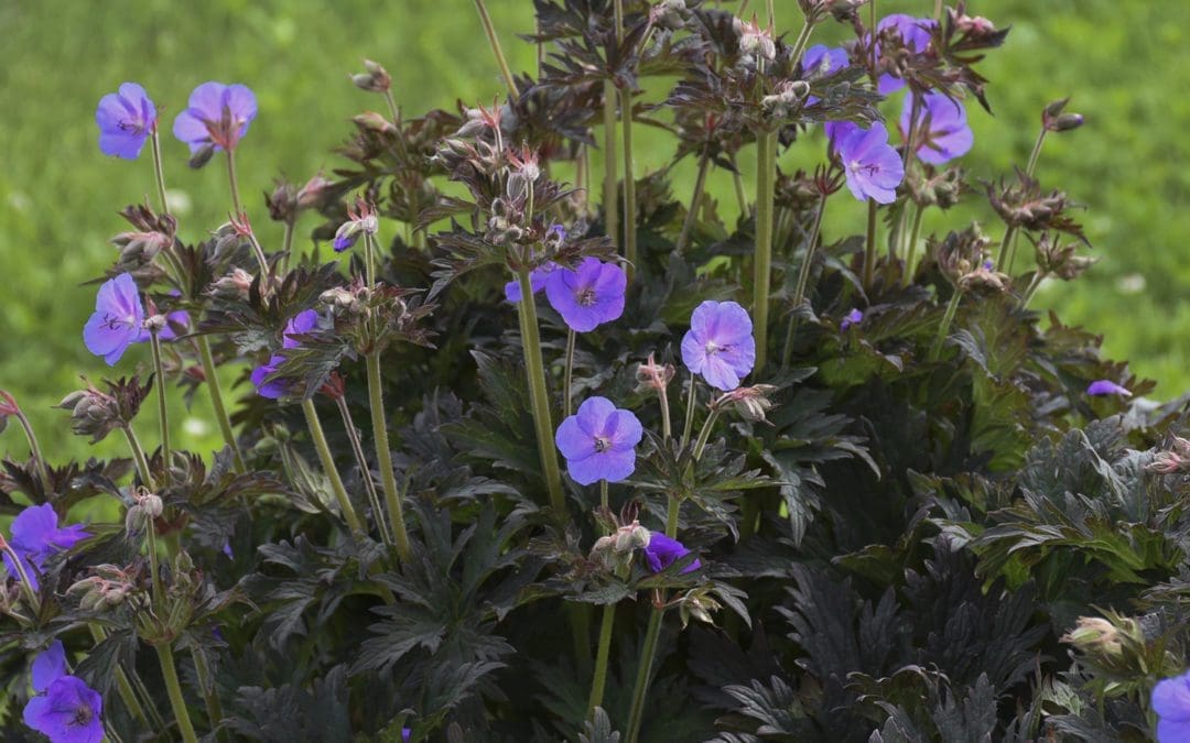 Boom Chocolatta Geranium