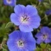 Rozanne Geranium