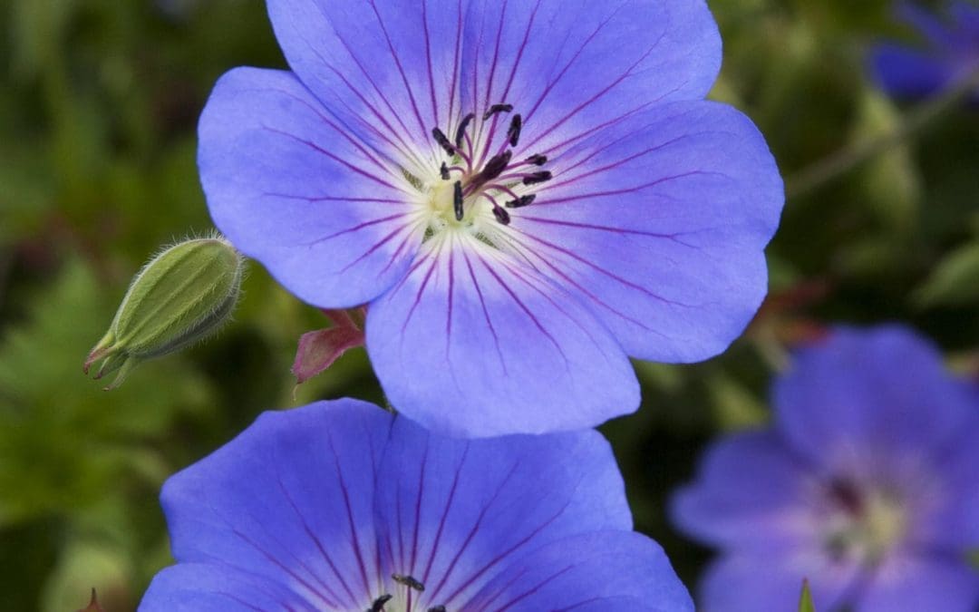 Rozanne Geranium