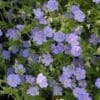 Rozanne Geranium - Image 2