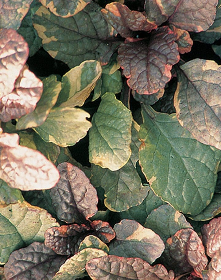 Burgundy Glow Ajuga - Image 2