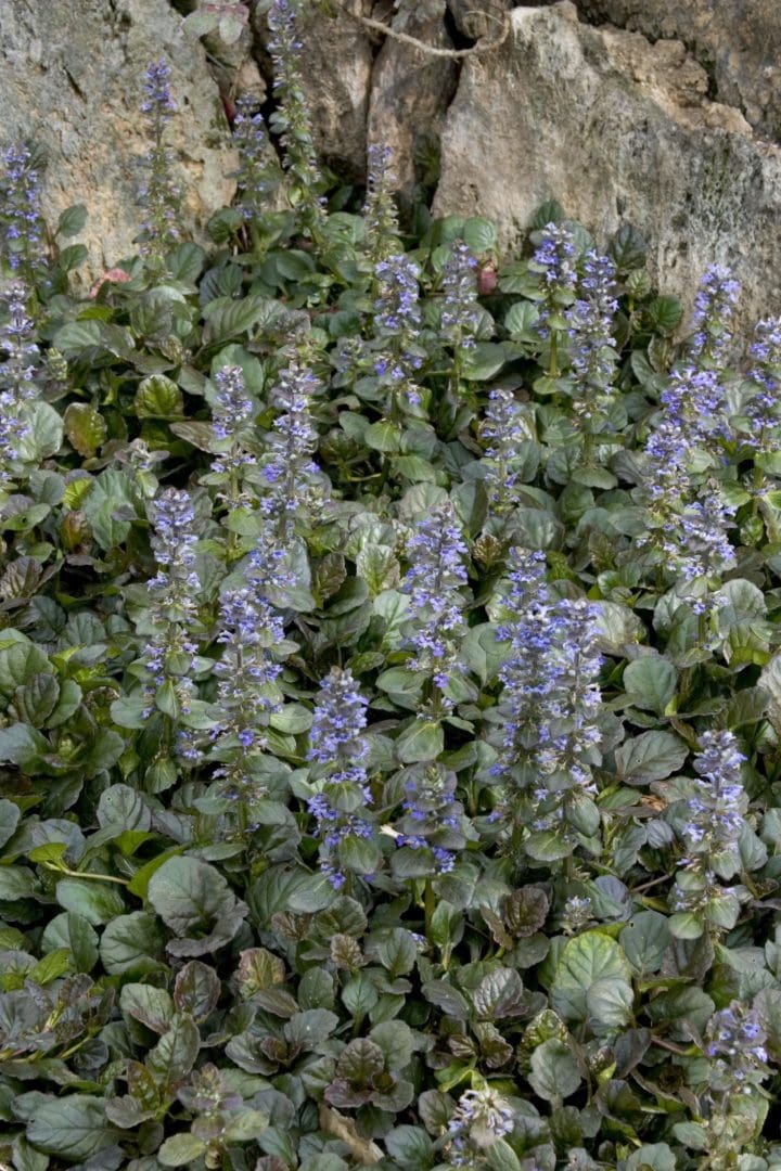 Catlins Giant Ajuga - Image 2