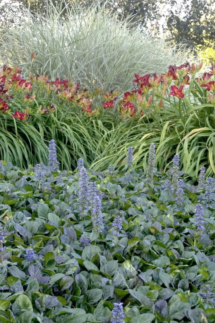 Catlins Giant Ajuga - Image 3