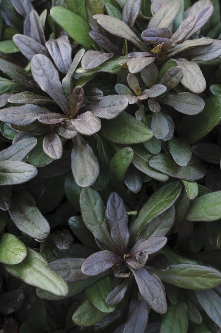 Chocolate Chip Ajuga - Image 2