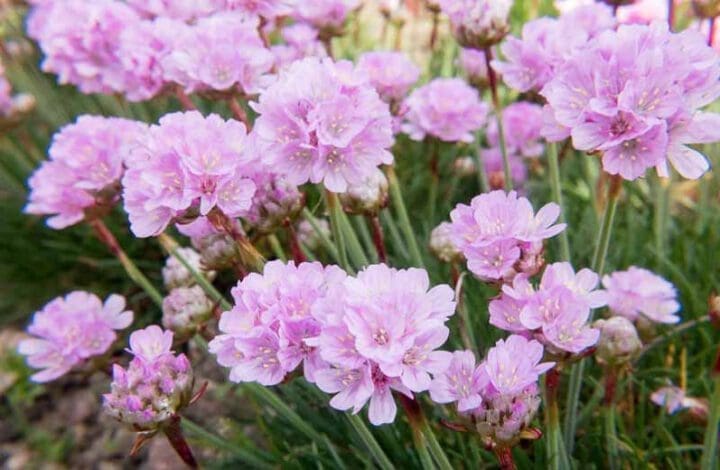 Victor Reiter Armeria