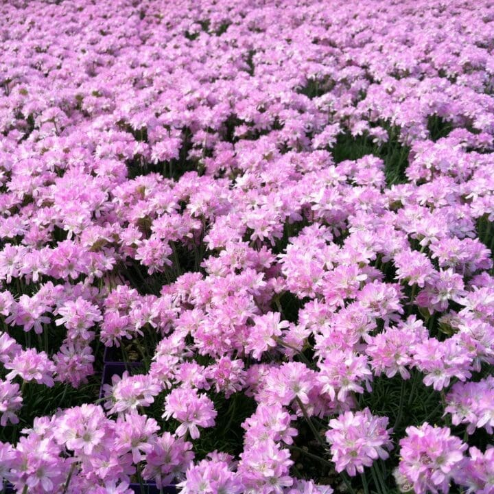 Victor Reiter Armeria - Image 2
