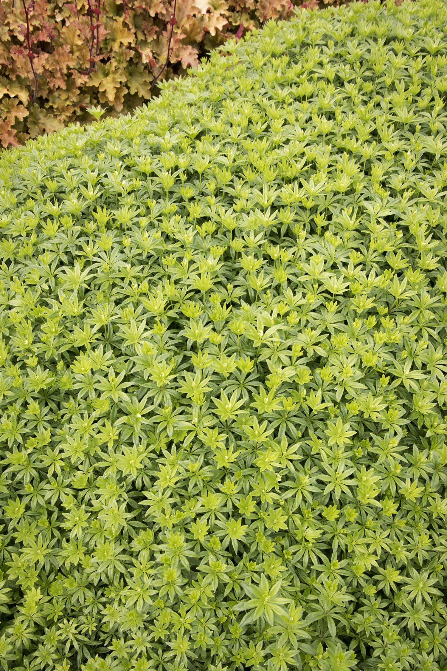 Sweet Woodruff: A Fragrant AndVersatile Groundcover For UK Gardens