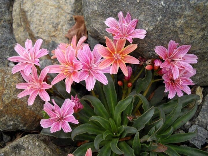 Little Plum Lewisia - Image 2