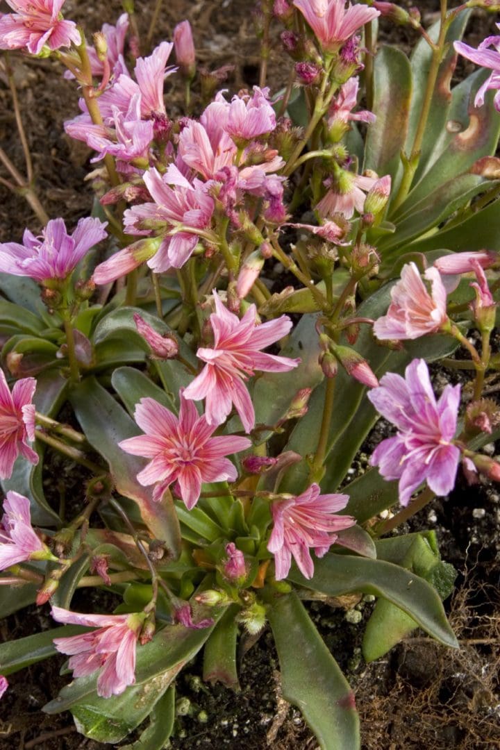Little Plum Lewisia - Image 3