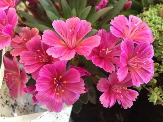 Little Raspberry Lewisia - Pahl's Market - Apple Valley, MN
