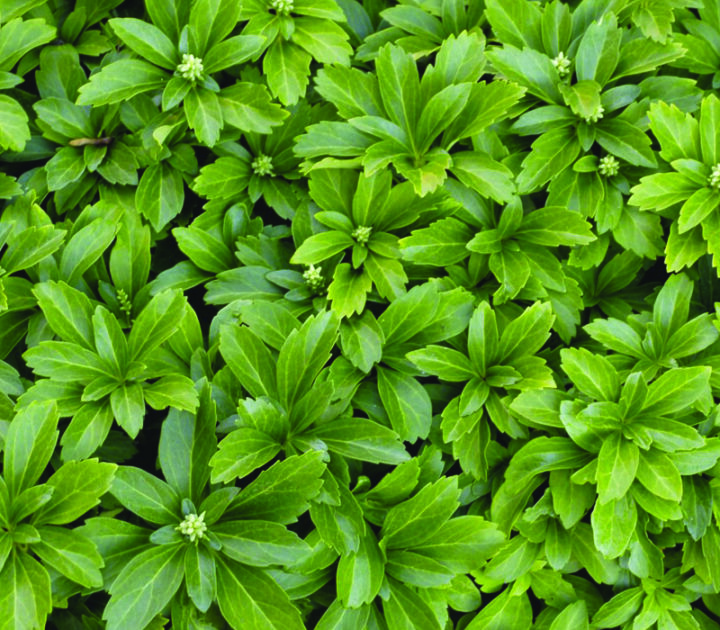 Japanese Spurge
