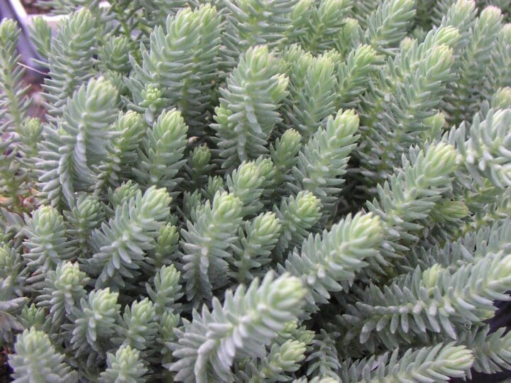 Blue Spruce Creeping Sedum