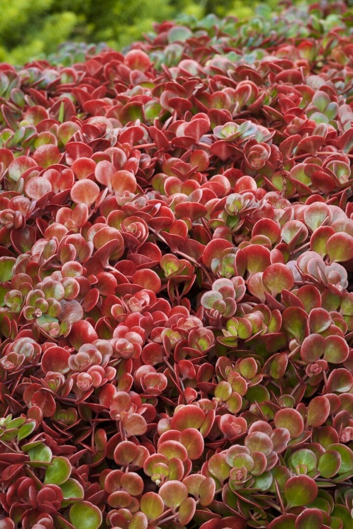 Coral Reef Sedum - Image 2