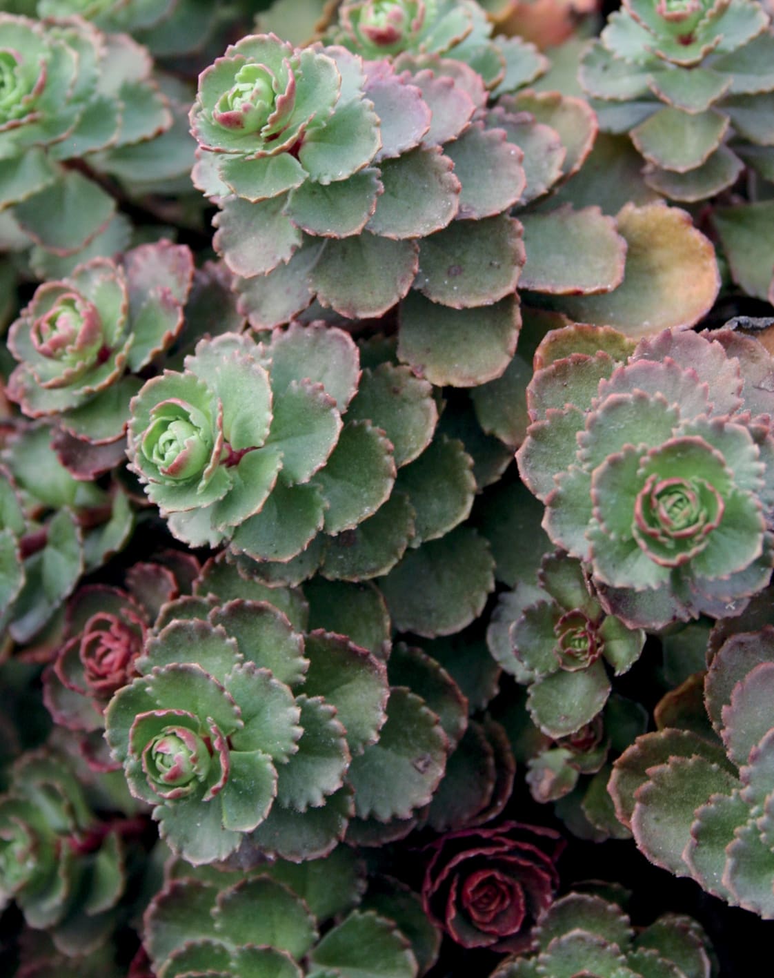 Dragons Blood Sedum Pahl S Market Apple Valley Mn