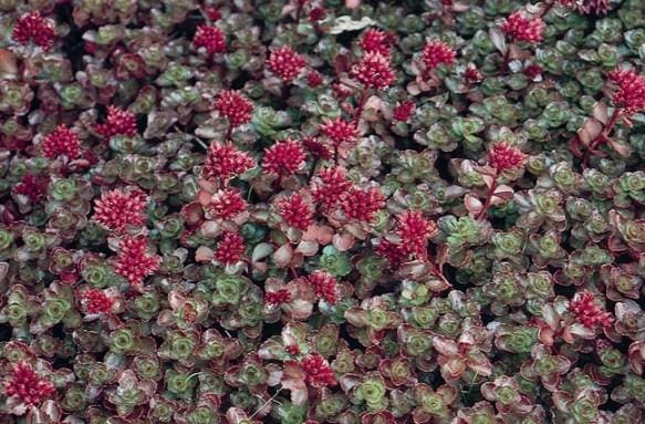 Dragons Blood Sedum Pahl S Market Apple Valley Mn