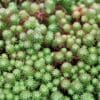 Mossy Stonecrop Sedum