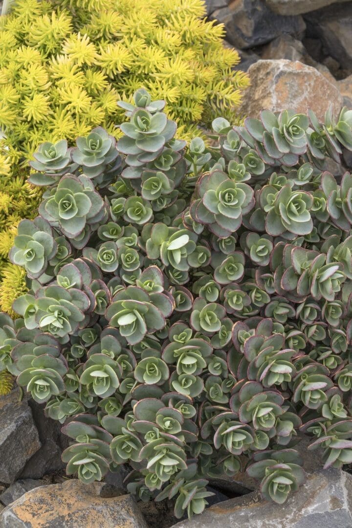 Sunsparkler Lime Zinger Sedum - Image 2