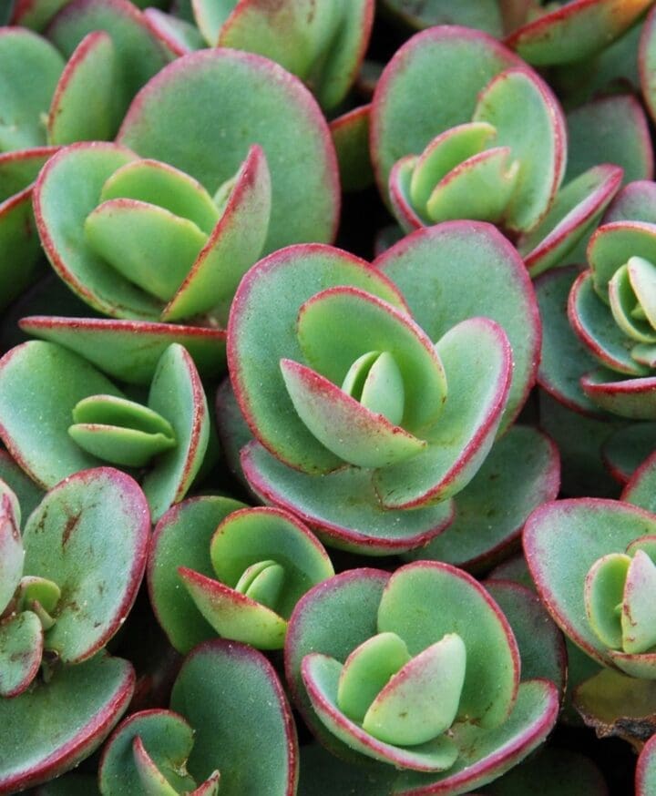 Sunsparkler Lime Zinger Sedum - Image 3