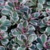 Tricolor Creeping Sedum