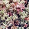 Tricolor Creeping Sedum - Image 3