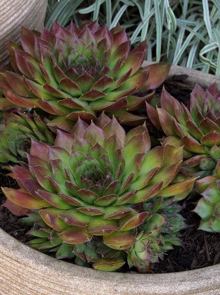 Black Hens and Chicks - Image 2