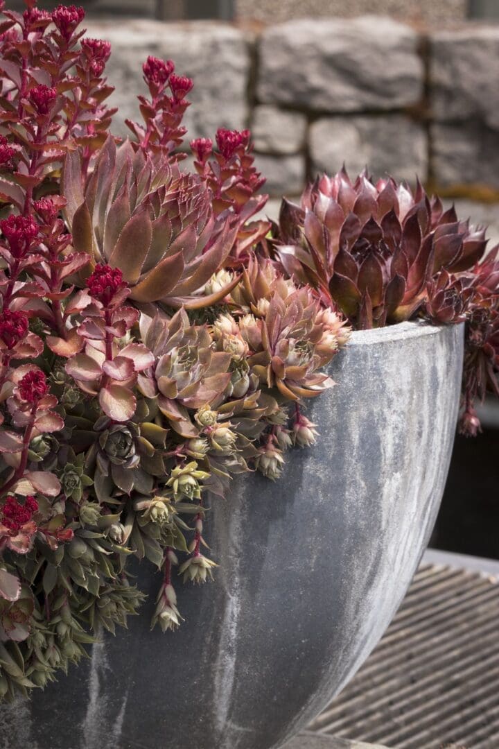 Black Hens and Chicks - Image 3