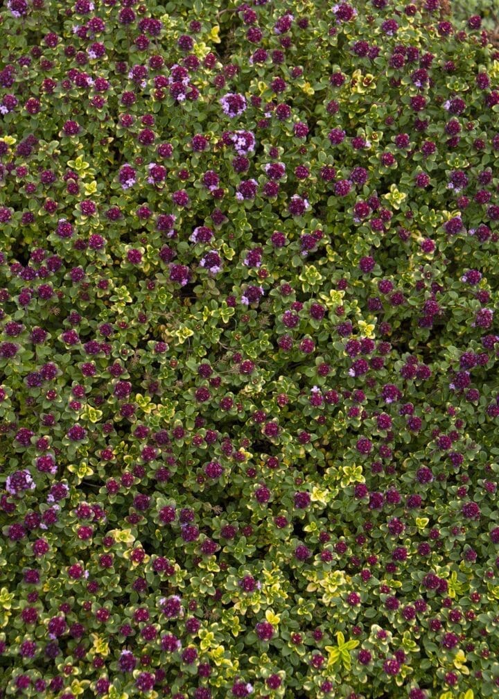 Doone Valley Pink Creeping Thyme - Image 2
