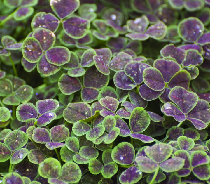 Bronze Dutch Clover