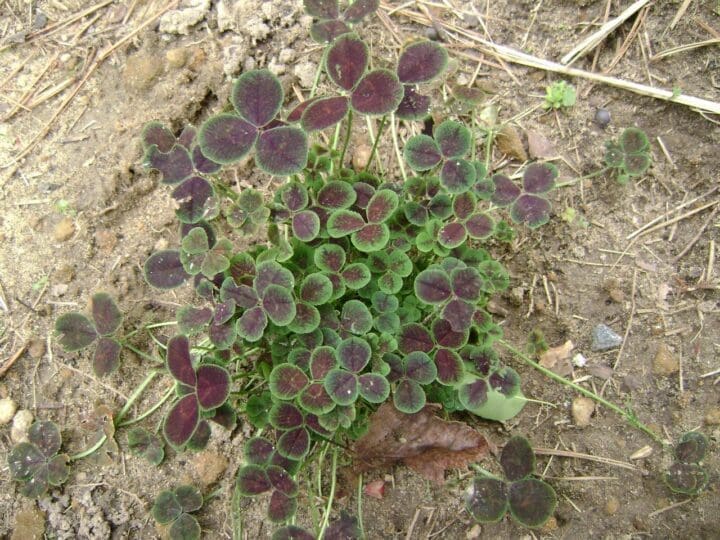 Bronze Dutch Clover - Image 3