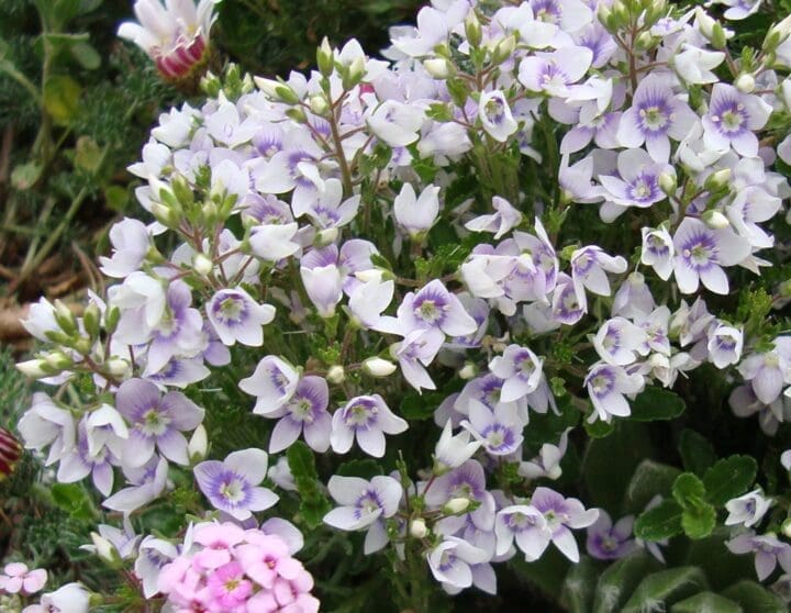 Snowmass Creeping Speedwell