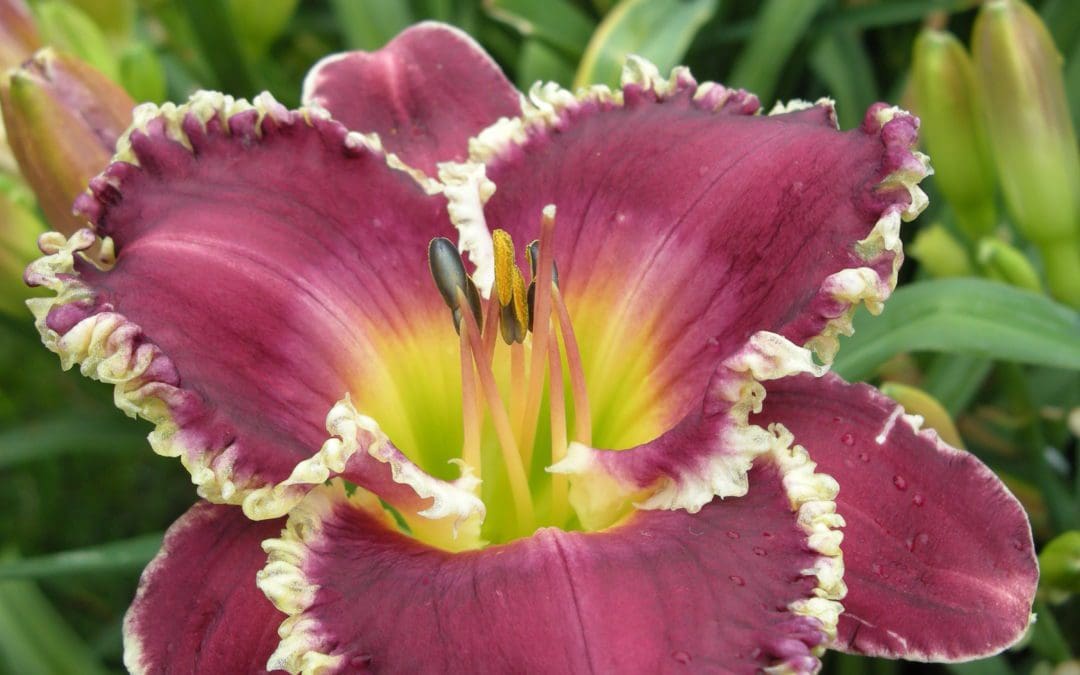 Bettylen Daylily