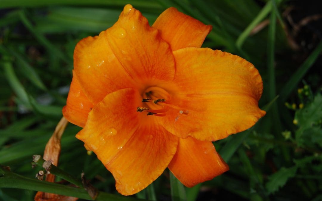 Mauna Loa Daylily