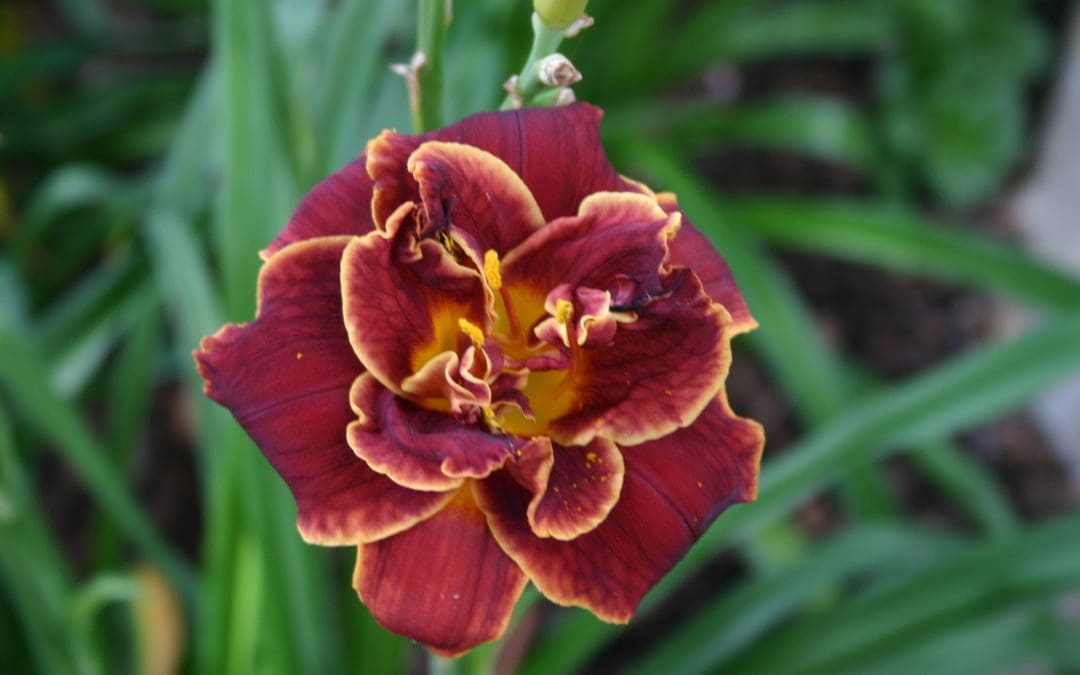 Night Embers Daylily
