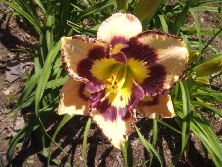 Spacecoast Sea Shells Daylily - Image 2