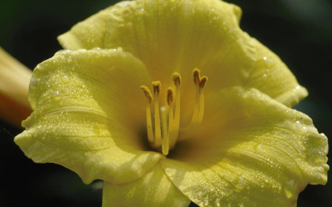 Stella D’ Oro Daylily
