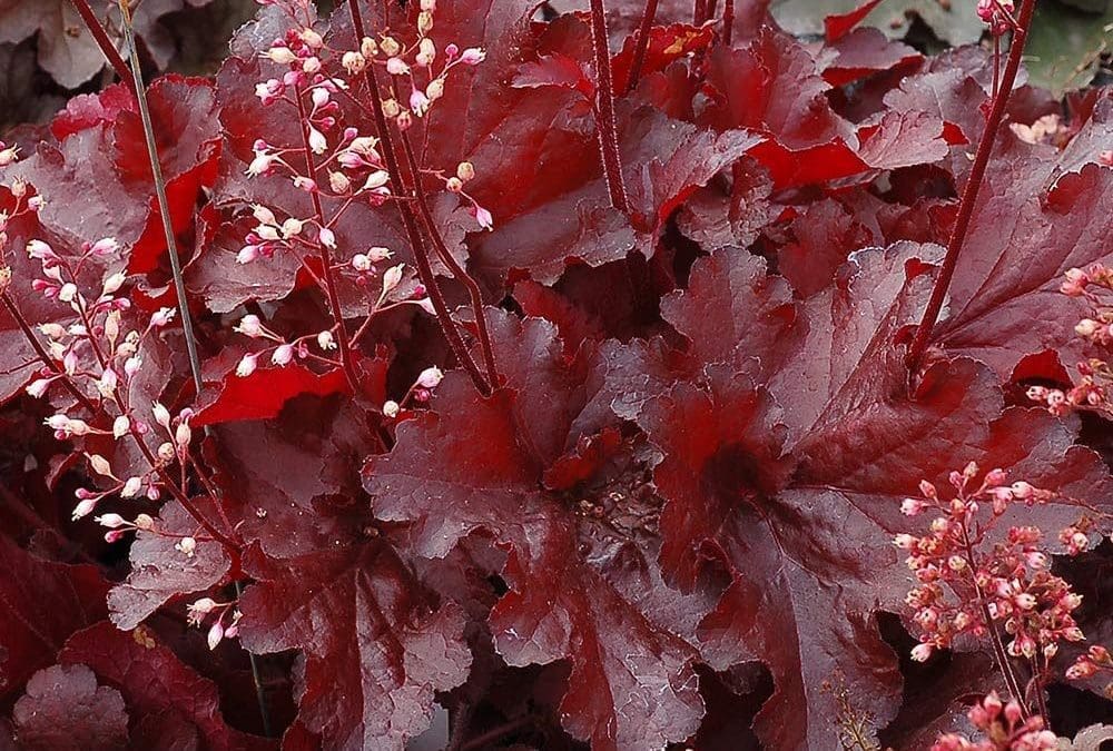 Forever Red Coral Bells